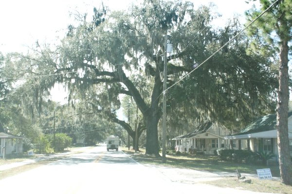 live oak dripping with spanish moss