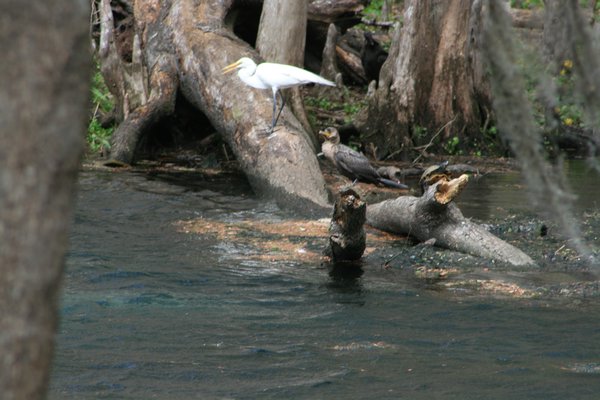 they are all there - egret, turtle and anahinga