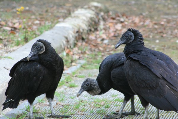 black vultures- how handsome