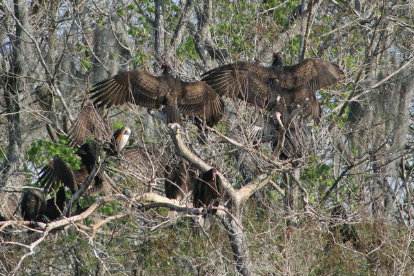 black vultures getting all the sun they can