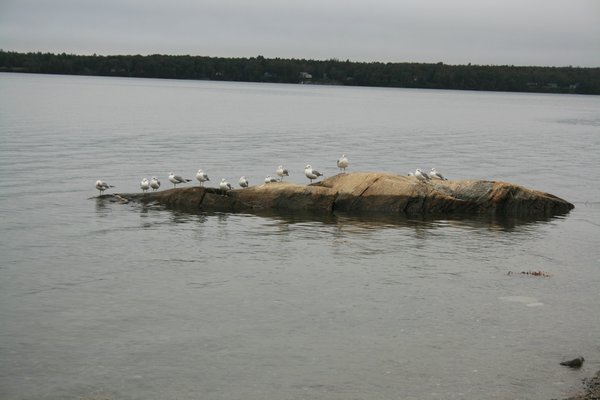 seagull island