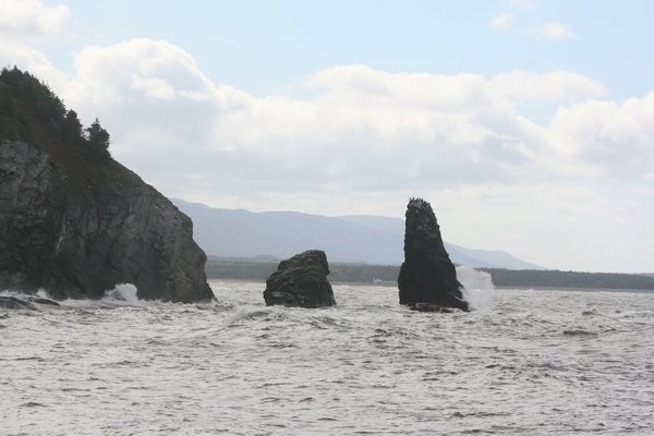 cormerands  on the taller rock
