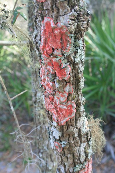 red lichen