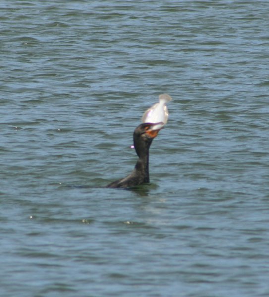 cormorant trying to eat a fish