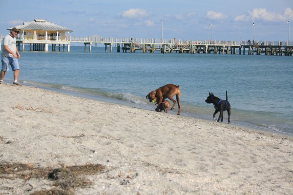 then the boxer steals it when he gets to shore
