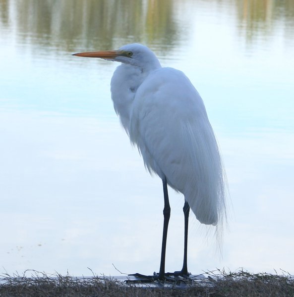 egret, new photo subject