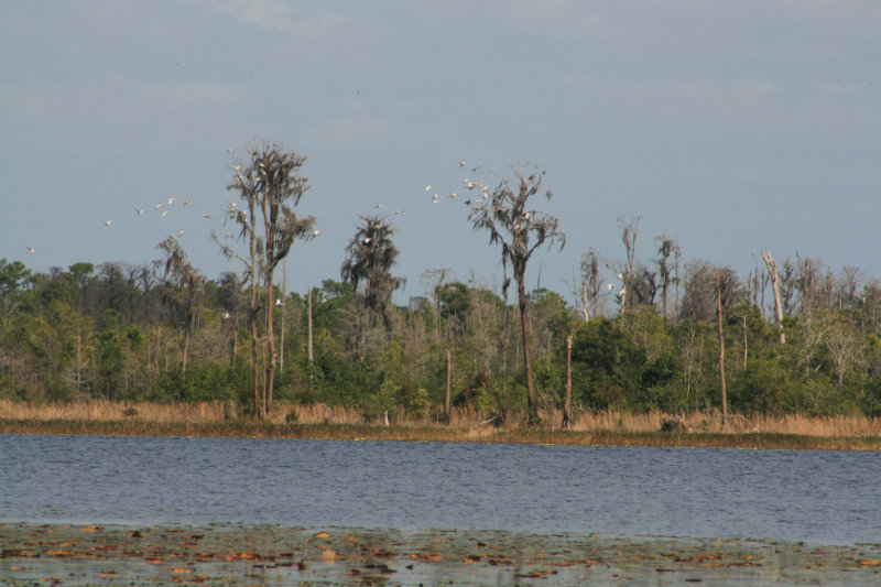 flock of egrets