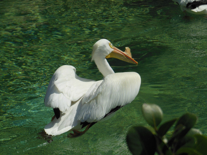 some kind of white pelican