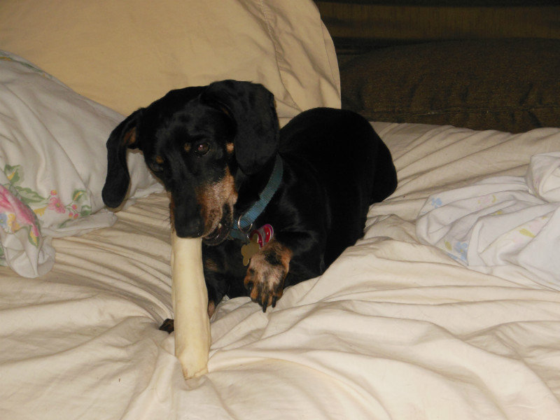 Eating a bone in MY bed
