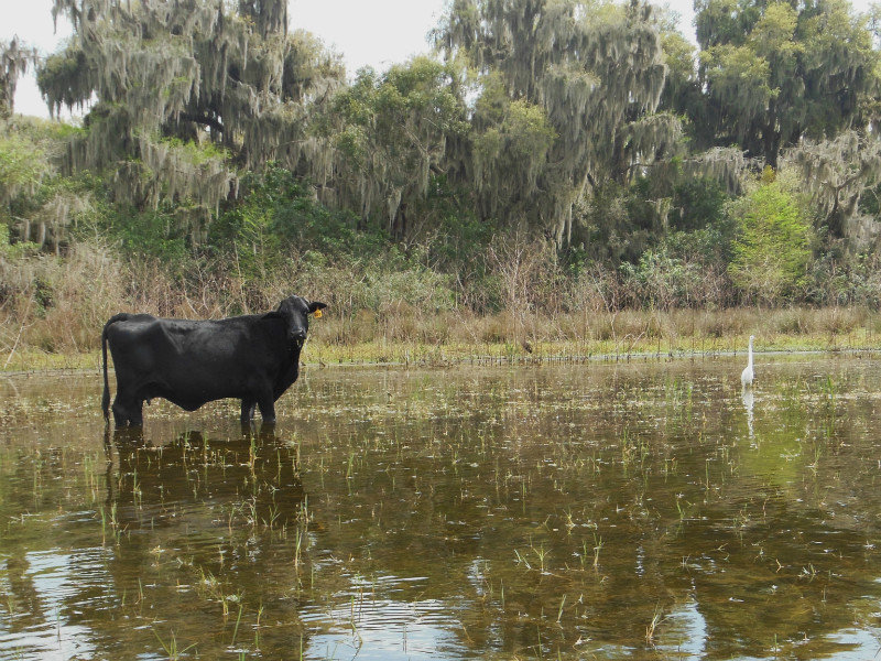 water cow and egret