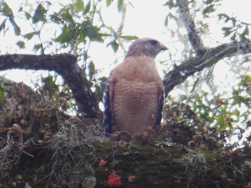 red shoulder hawk at Blue Springs