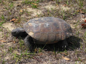 tortoise  