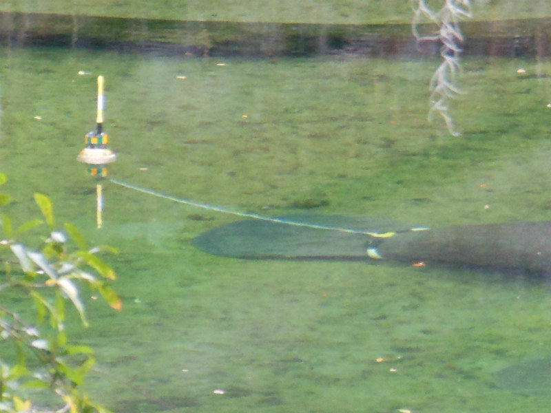 transmitter attached to tail of recently released manatee 