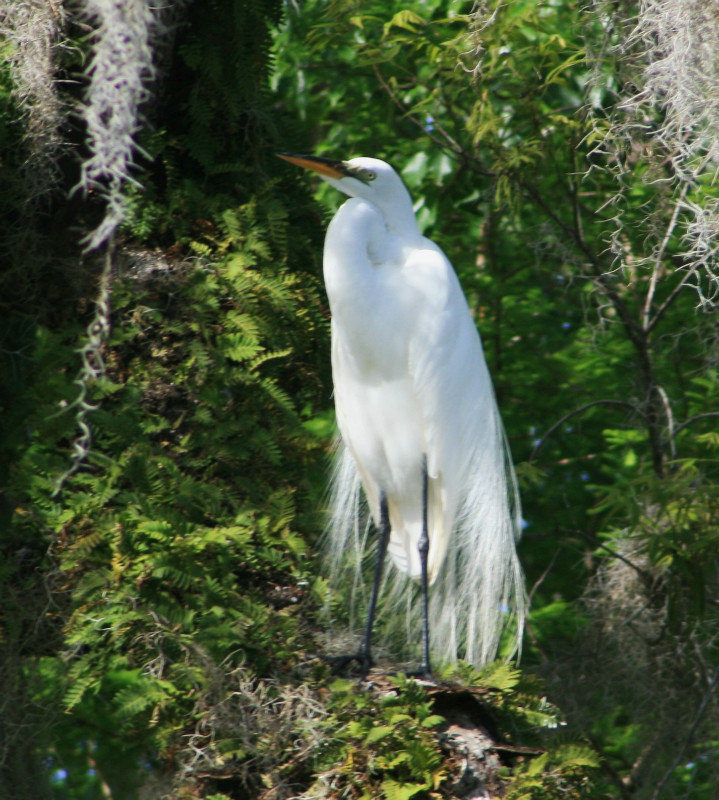 snowy egret with mating plumage