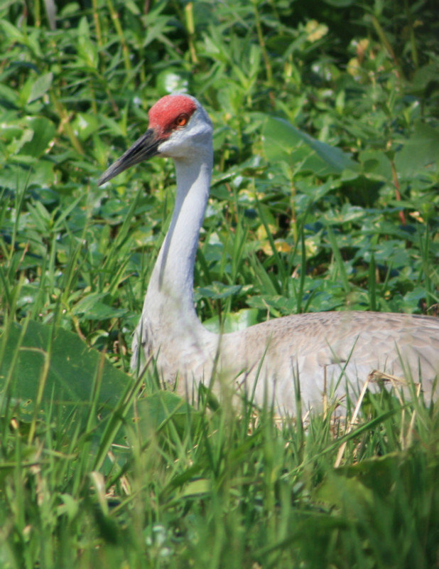 sand hill crane on her nest