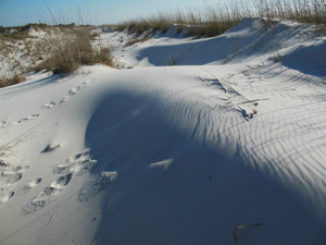 St Joseph Peninsula sand dunes
