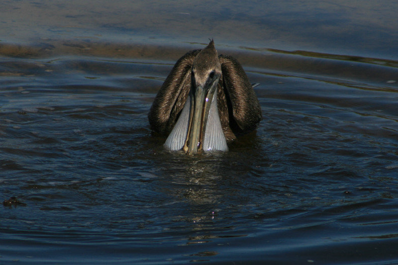 pelican pressing the water from his throat