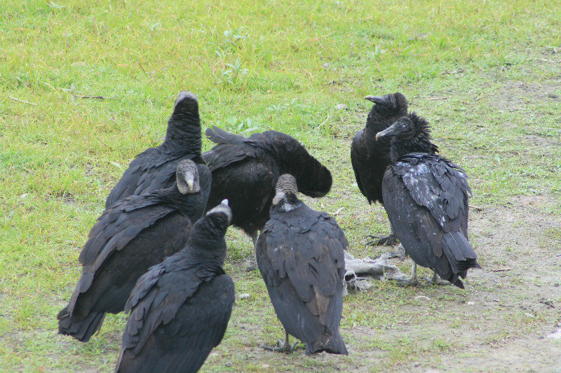 black vulture party