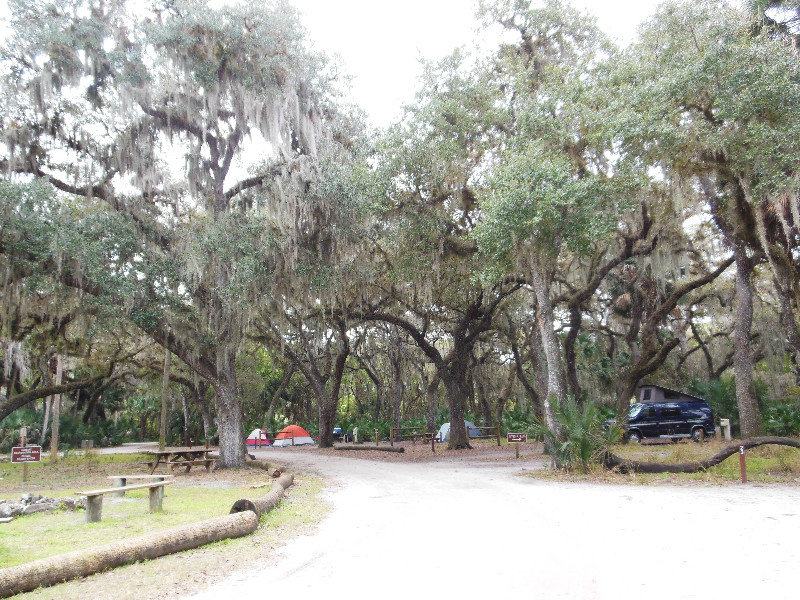 oak trees in the campground