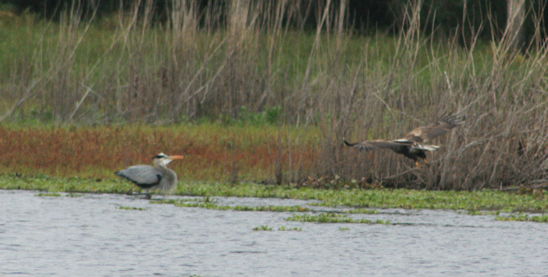 immature eagle trying to steal the heron's dinner