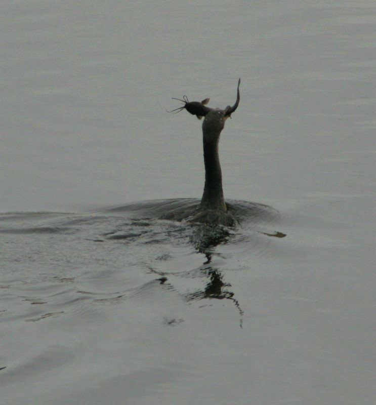 cormorant with a cat fish
