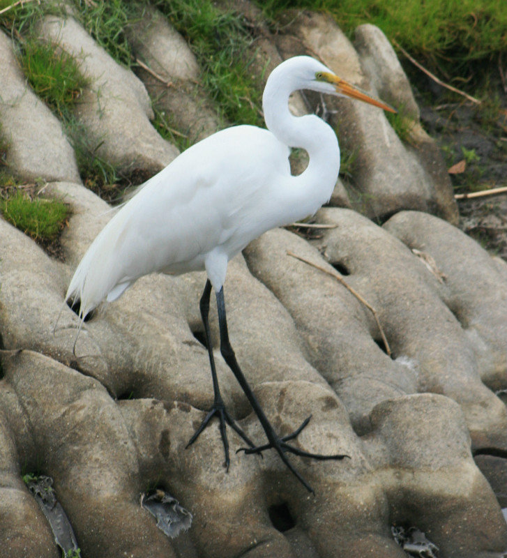white egret, check out those feet