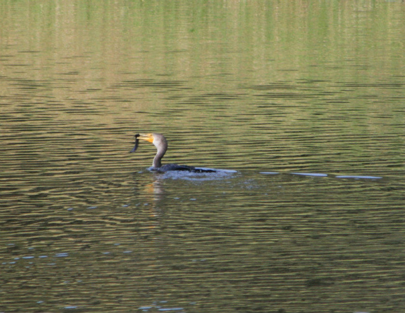 cormorant with a fish