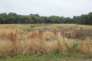 open marshland