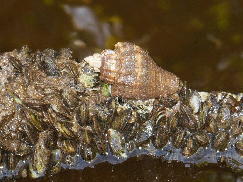 snail with clams