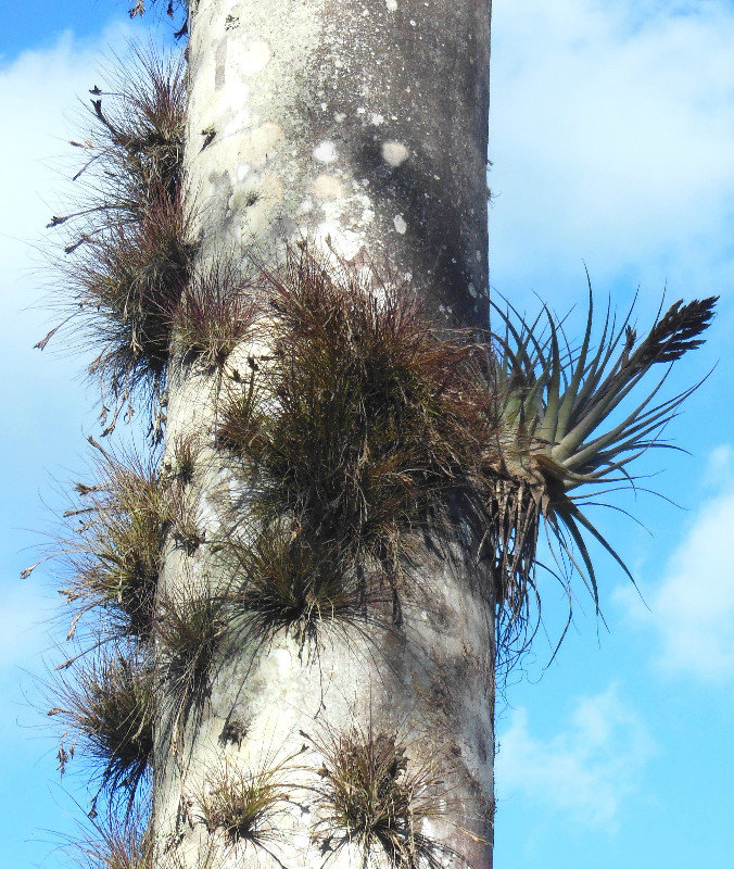 royal palm with air plants
