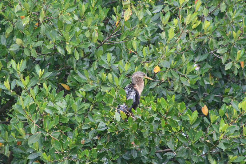 female anhinga
