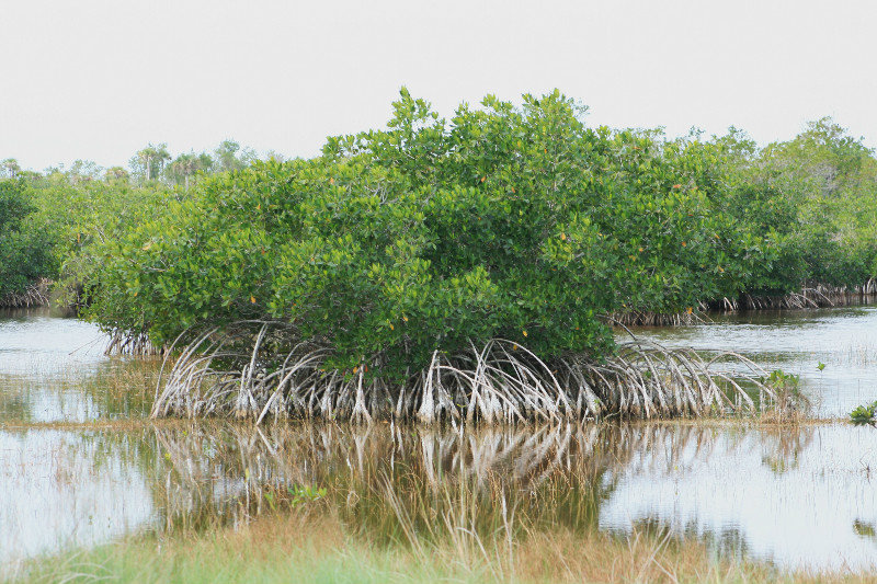 mangrove "legs"
