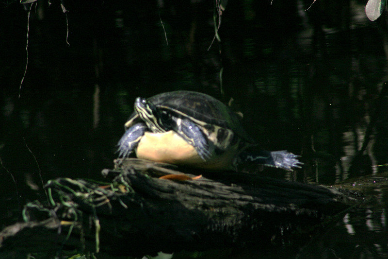turtle sunning