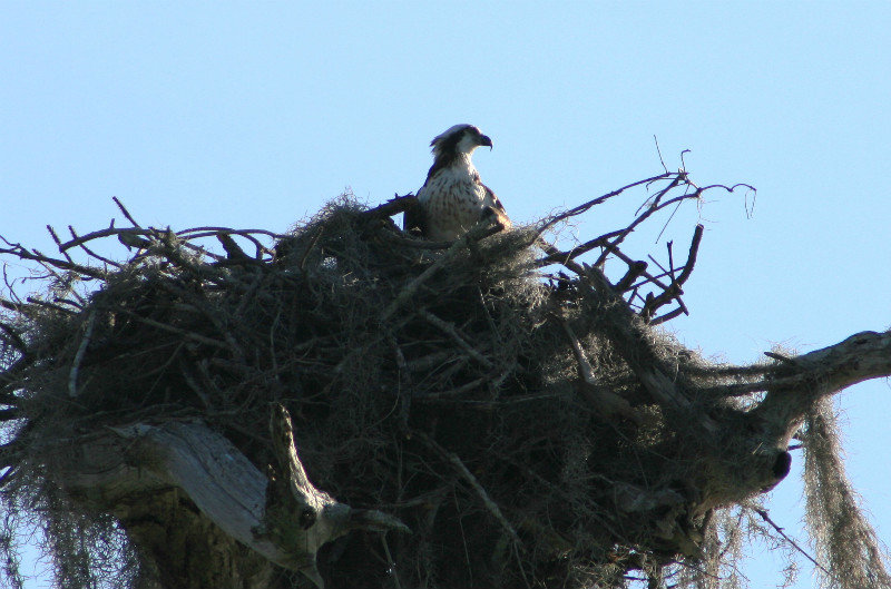 osprey in the nest