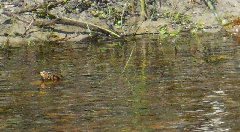 cottonmouth slithering in the water