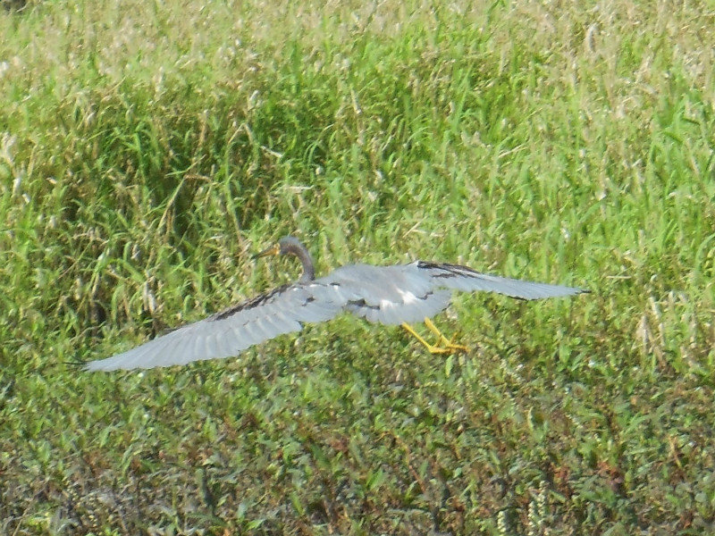 little blue heron taking flight