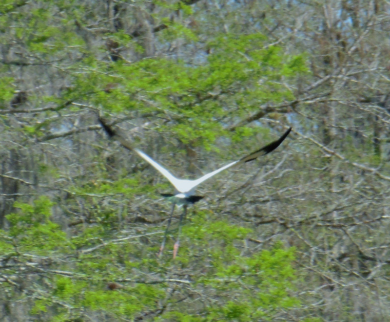 a wood stork
