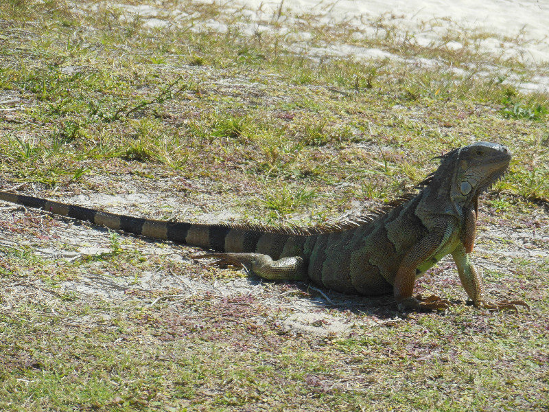 iguanas are a real problem here