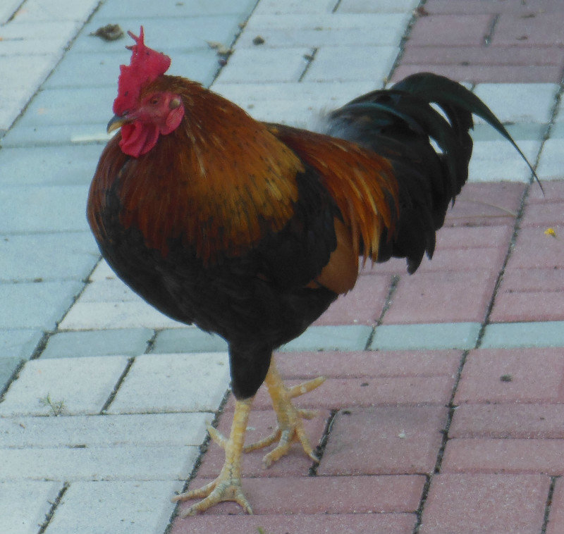 A rooster with attitude