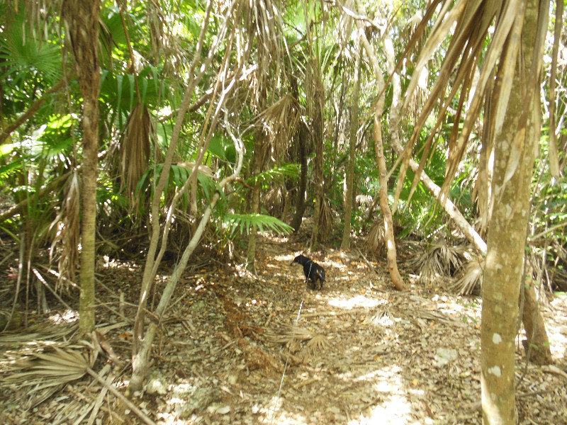 trail through the jungle
