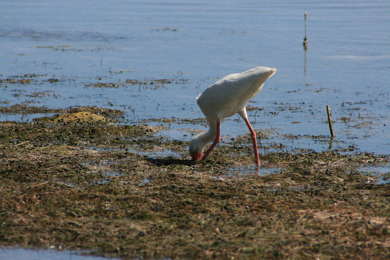 ibus     sticks his beak as far in the mud as possible