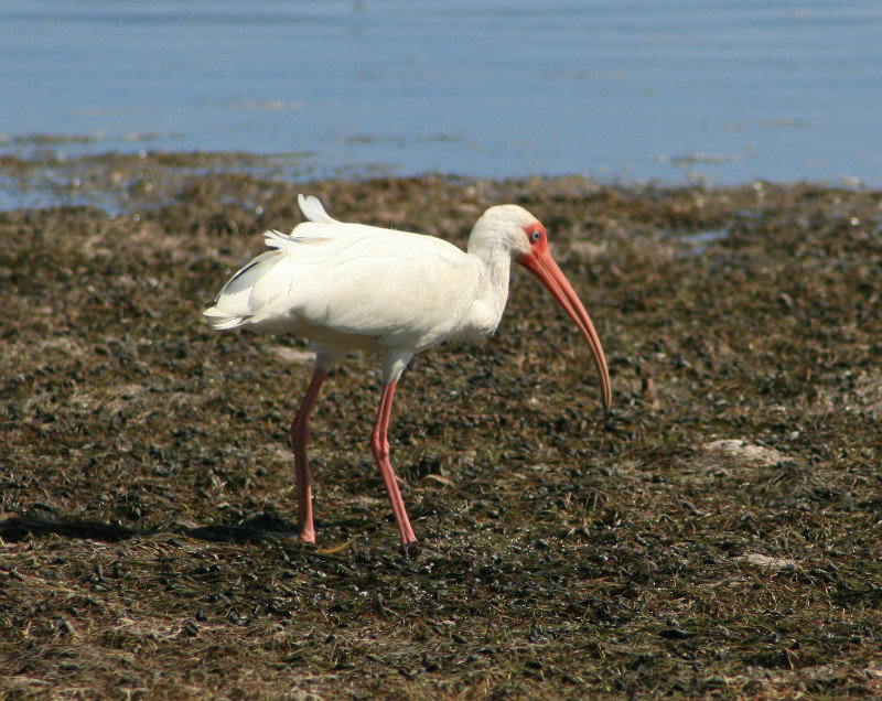 ibis again