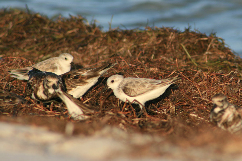 sand pipers eating salad
