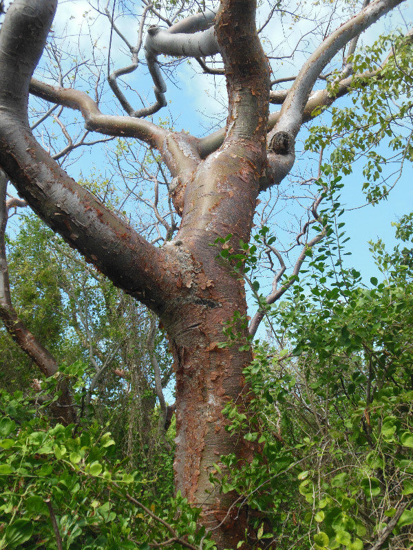 hardwood tree