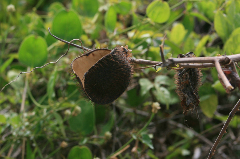 very large seed pod
