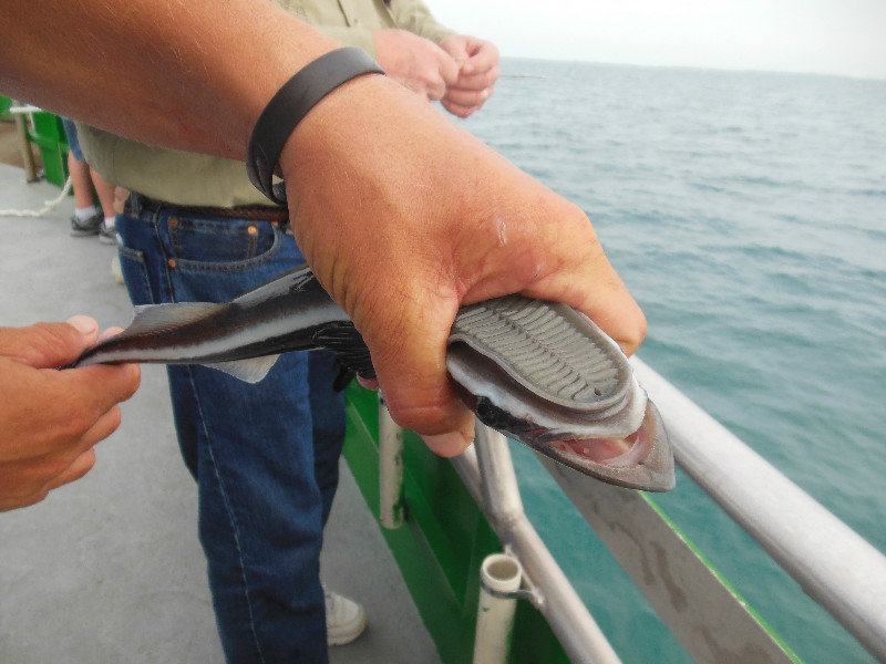the suction cups of the remora