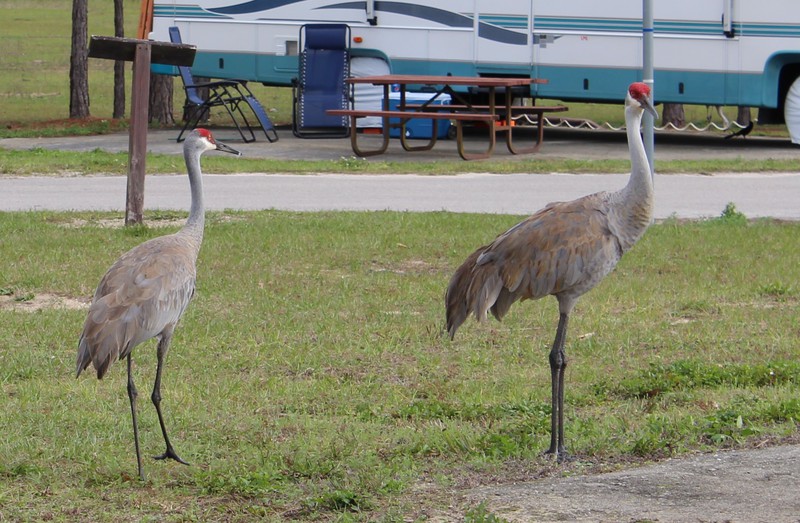 the cranes in the middle of the park
