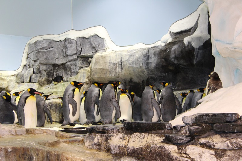 empire penguins