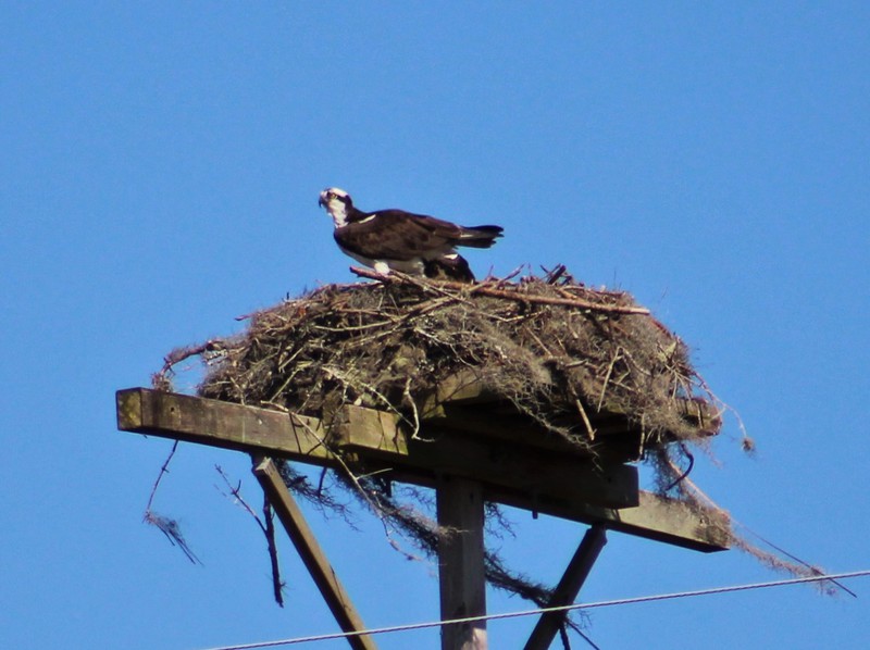 nesting season