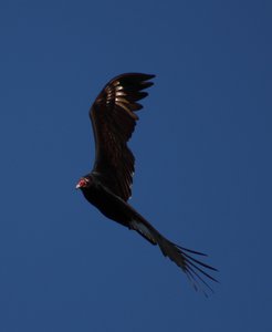 even turkey vultures are beautiful
